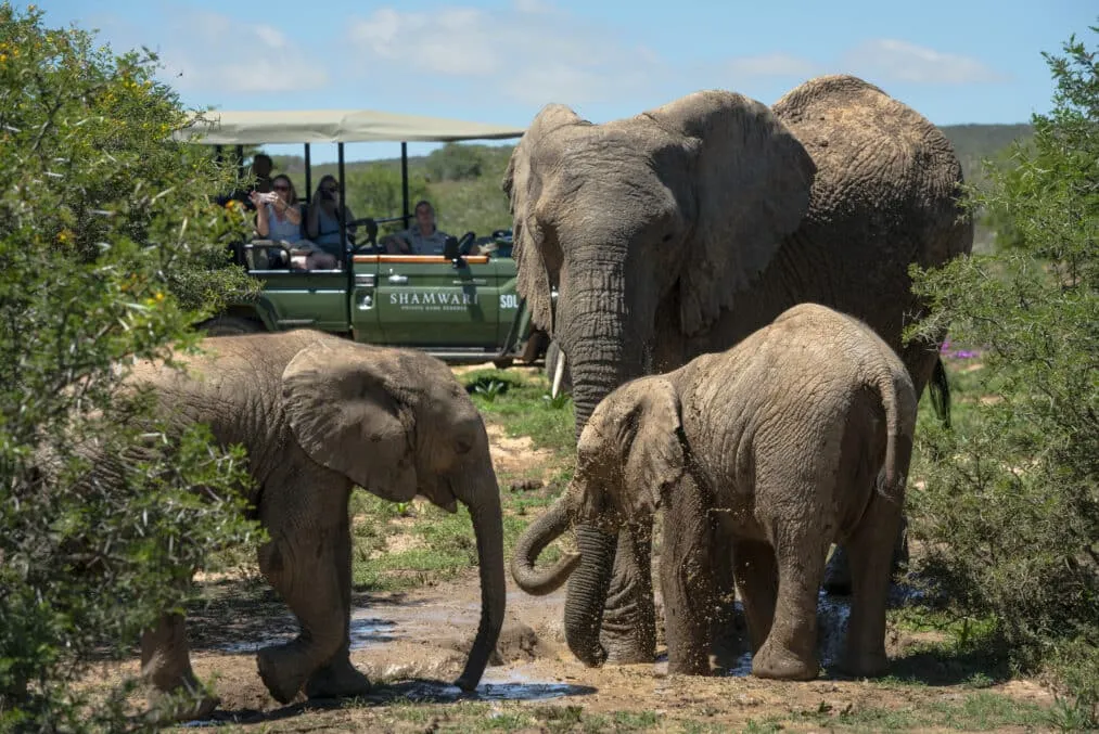 Shamwari Eagles Crag Lodge - 13